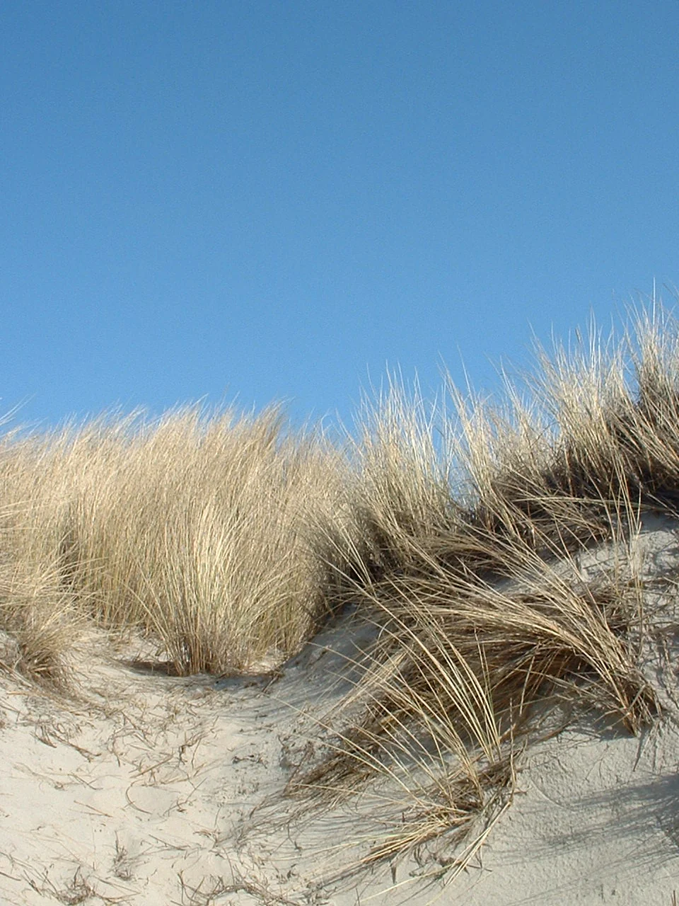 Duinen aan de Nederlandse kust
